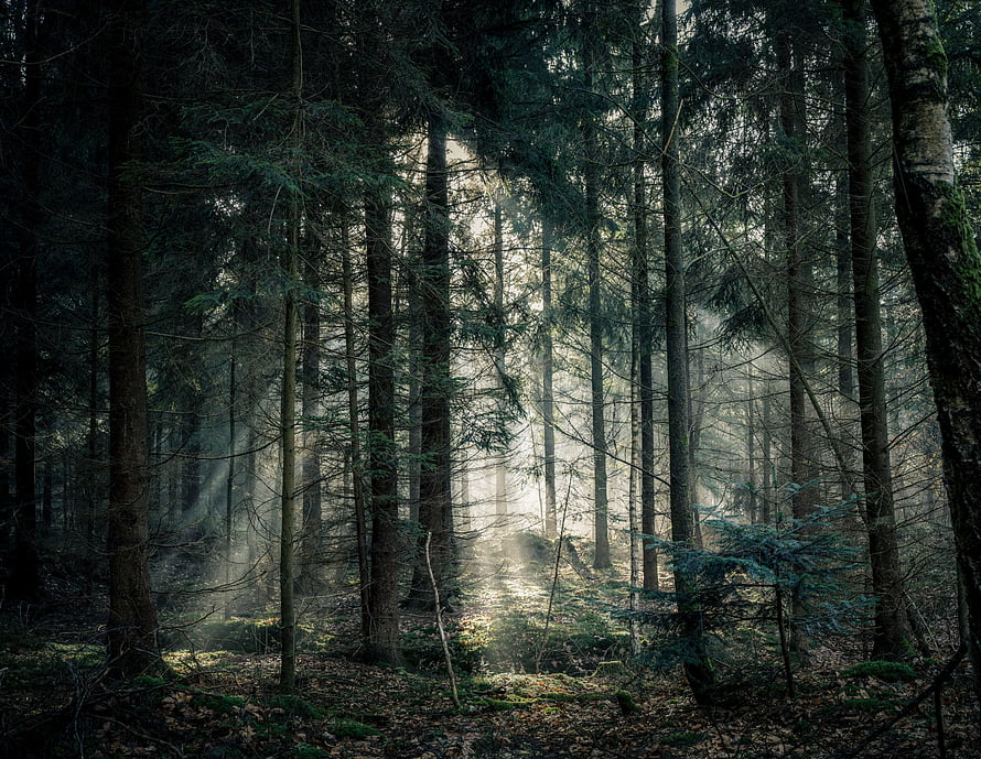 Misty Evergreen Forest with Sunbeams Filtering Through Tall Pine Trees HD wallpaper