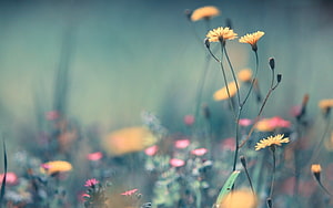 Delicate Yellow Wildflowers in a Softly Blurred Meadow with Pastel Pink Blooms HD wallpaper