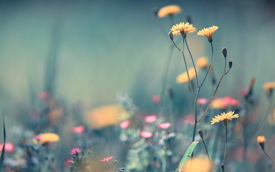 Delicate Yellow Wildflowers in a Softly Blurred Meadow with Pastel Pink Blooms HD wallpaper