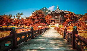 Traditional Korean Pavilion and Wooden Bridge in Autumn Foliage HD wallpaper