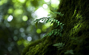Delicate fern fronds growing from a moss-covered tree trunk in a sun-dappled forest HD wallpaper