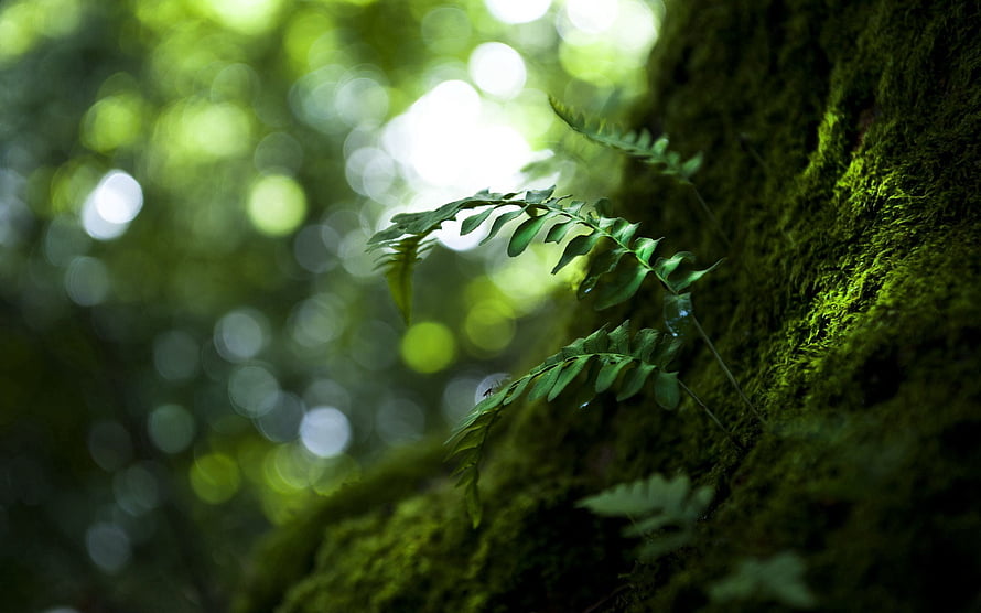 Delicate fern fronds growing from a moss-covered tree trunk in a sun-dappled forest HD wallpaper