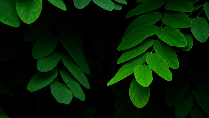 Vibrant Green Leaves Against a Deep Black Background HD wallpaper