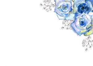 Elegant Blue Watercolor Roses with Delicate Botanical Branches on White Background HD wallpaper