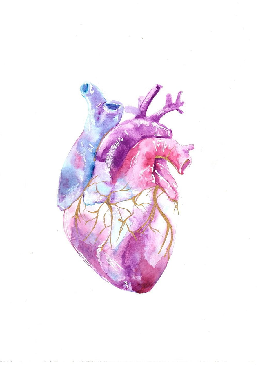 Watercolor Human Heart Anatomy Illustration with Purple and Pink Tones HD phone wallpaper