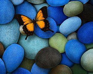 Vibrant orange butterfly resting on a bed of smooth blue and green pebbles HD wallpaper