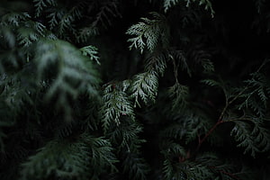 Dark Moody Close-Up of Pine Branches with Deep Green Foliage and Textured Needles HD wallpaper