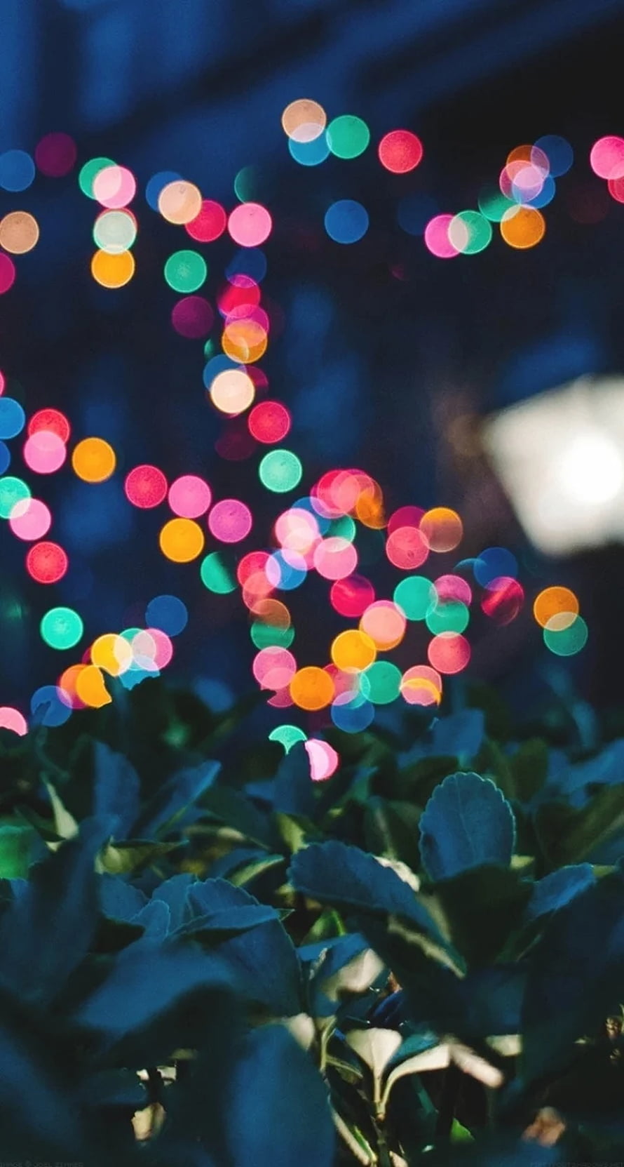 Colorful Bokeh Lights Over Dark Green Foliage at Night HD phone wallpaper