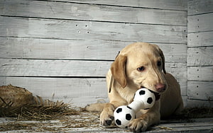 Yellow Labrador Retriever Puppy Chewing Soccer Ball Toy on Rustic White Wood HD wallpaper