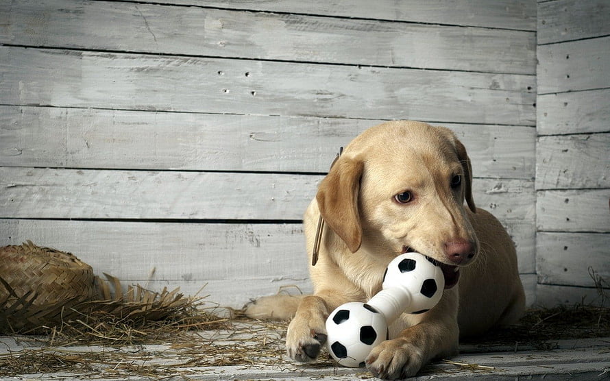 Yellow Labrador Retriever Puppy Chewing Soccer Ball Toy on Rustic White Wood HD wallpaper