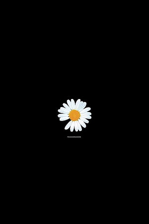 Minimalist White Daisy Flower on Black Background by Peace Minus One HD phone wallpaper