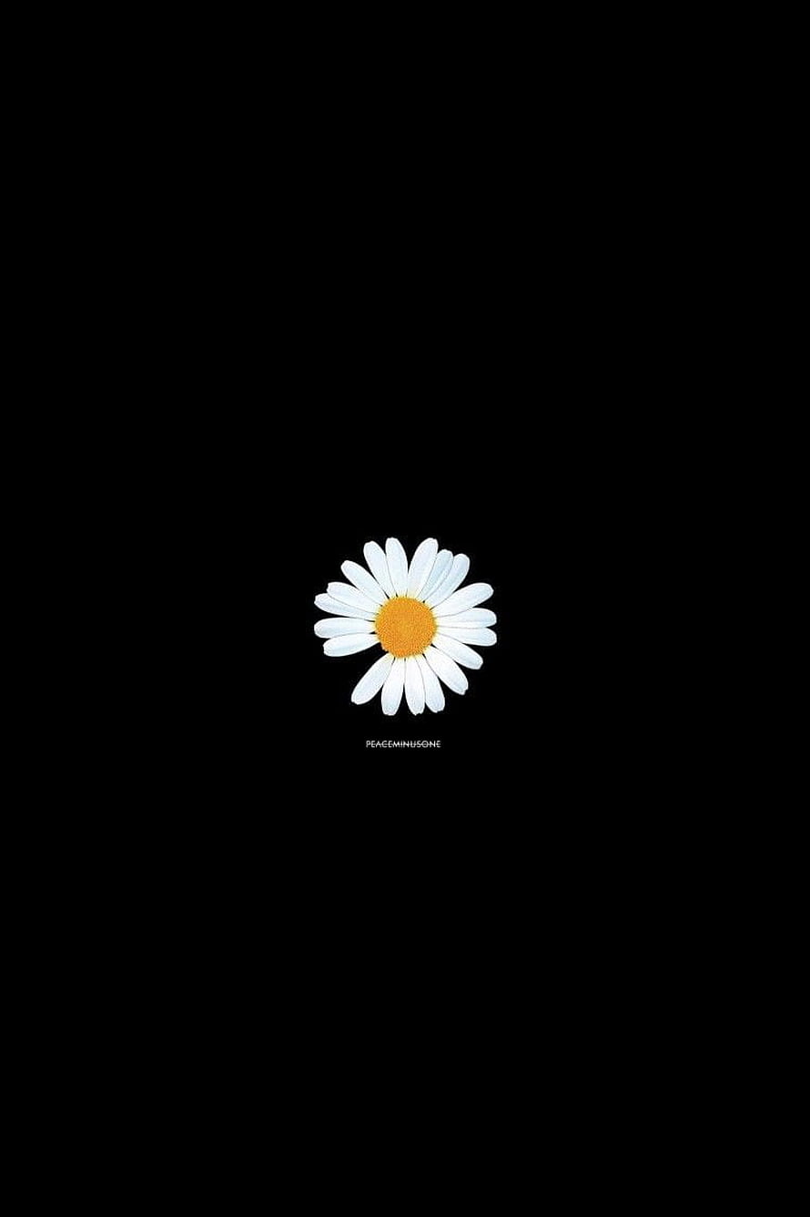 Minimalist White Daisy Flower on Black Background by Peace Minus One HD phone wallpaper