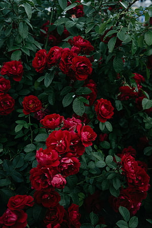Deep Crimson Rose Bush in Full Bloom with Dark Green Foliage HD phone wallpaper