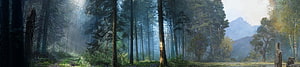 Misty Pine Forest Landscape with Distant Mountain Peaks and Sunbeams HD wallpaper