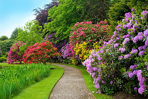 Vibrant Rhododendron Garden Path Lined With Colorful Blooms And Lush Greenery HD wallpaper