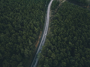 Aerial View of a Winding Highway Cutting Through a Dense Evergreen Forest Canopy HD wallpaper