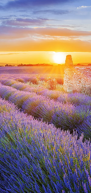 Golden Sunset Over Lavender Fields with Ancient Stone Ruins in Provence HD phone wallpaper