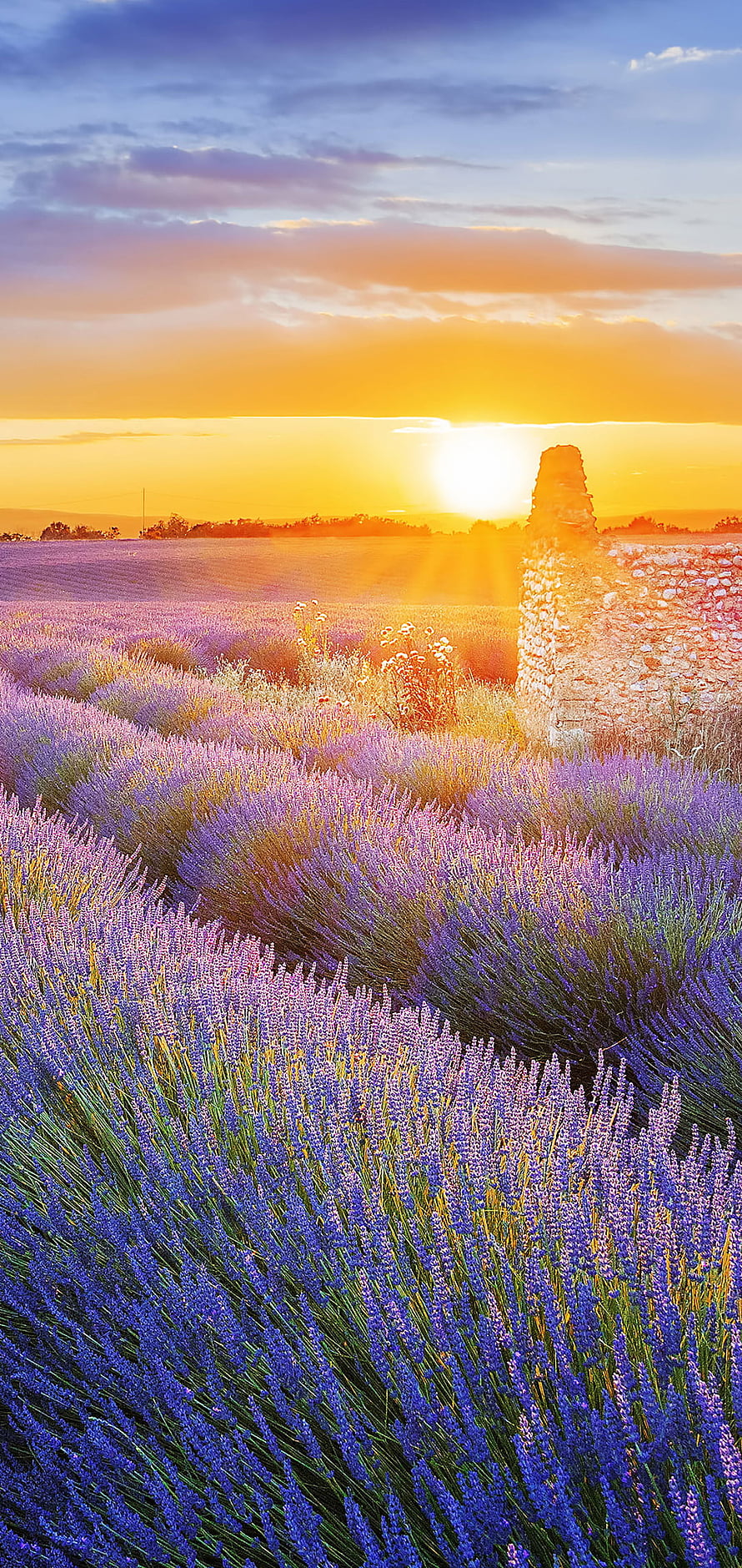 Golden Sunset Over Lavender Fields with Ancient Stone Ruins in Provence HD phone wallpaper