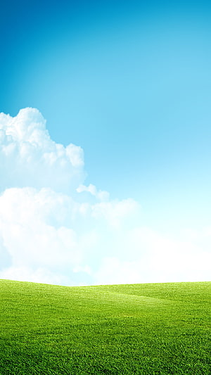Serene Green Meadow Under a Bright Blue Sky with Fluffy White Clouds HD phone wallpaper