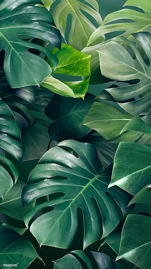 Lush Monstera Leaf Pattern in Deep Green Tones for Nature Lovers HD phone wallpaper