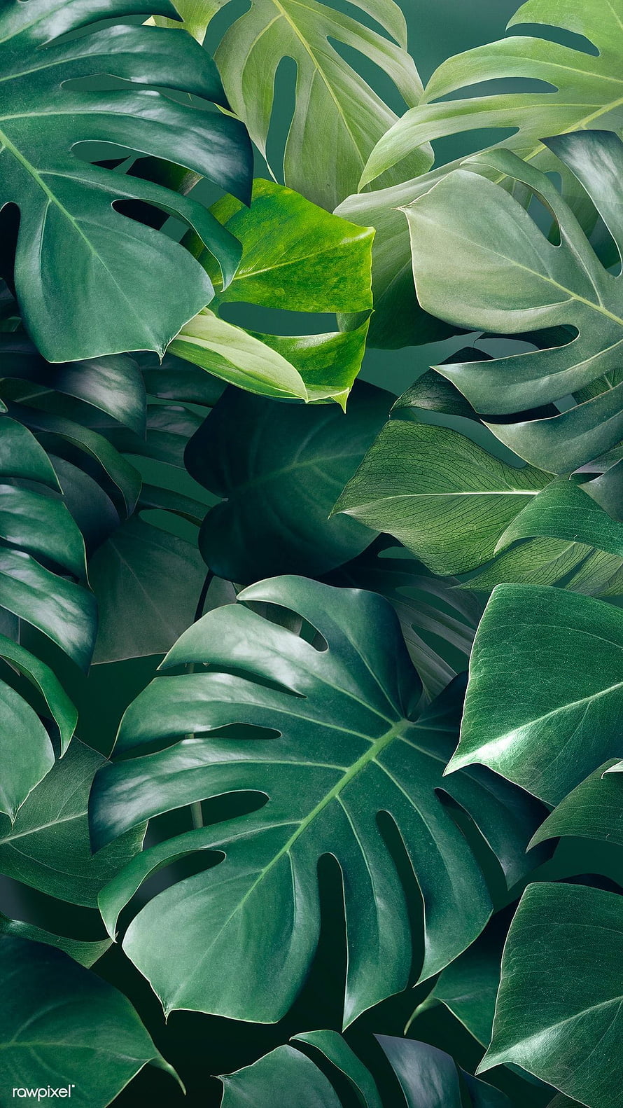 Lush Monstera Leaf Pattern in Deep Green Tones for Nature Lovers HD phone wallpaper