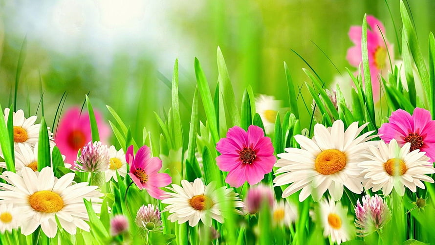 Vibrant Spring Meadow With White Daisies And Pink Cosmos In Lush Green Grass HD wallpaper