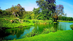 Serene Park Pond With Lush Green Grass, Reeds, and Mature Trees Under a Clear Blue Sky HD wallpaper