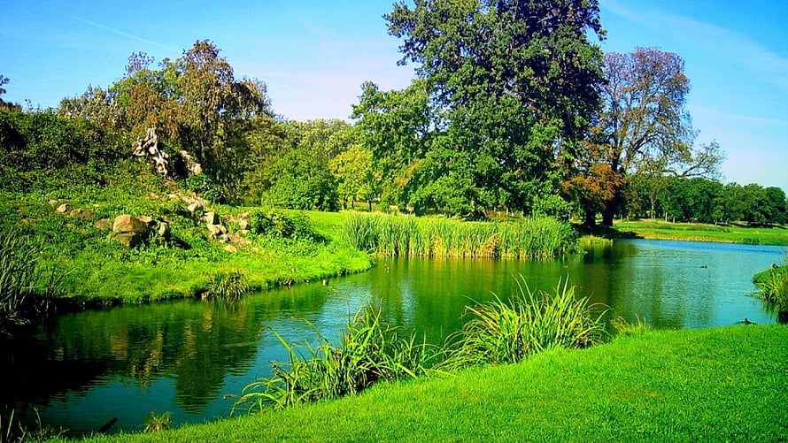 Serene Park Pond With Lush Green Grass, Reeds, and Mature Trees Under a Clear Blue Sky HD wallpaper
