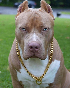 Close-up portrait of a muscular American Pitbull Terrier with blue eyes and a gold chain collar HD phone wallpaper