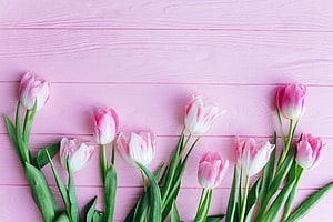 Fresh pink and white tulips arranged on a pastel pink wooden surface HD wallpaper