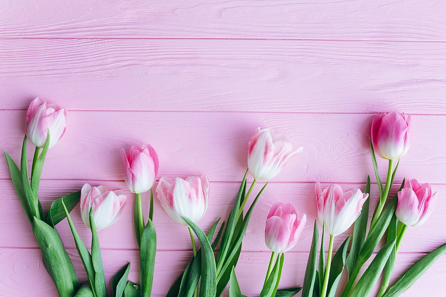 Fresh pink and white tulips arranged on a pastel pink wooden surface HD wallpaper