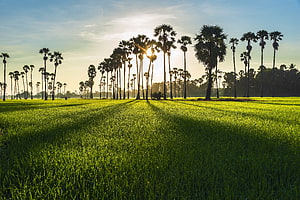 Sunrise Over Lush Green Field With Tall Palm Trees And Long Shadows HD wallpaper