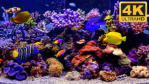Vibrant Coral Reef Aquarium With Colorful Tropical Fish And Purple Corals HD wallpaper