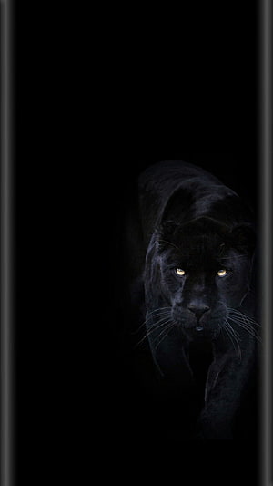 Majestic Black Panther Stalking Through Darkness With Glowing Amber Eyes HD phone wallpaper