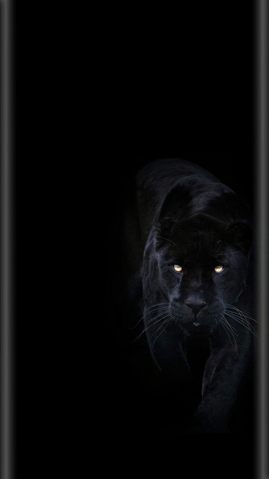 Majestic Black Panther Stalking Through Darkness With Glowing Amber Eyes HD phone wallpaper