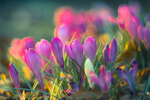 Vibrant Purple Crocuses Blooming in a Spring Garden with Soft Bokeh Background HD wallpaper