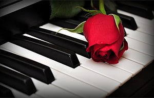 Red Rose Resting on Piano Keys: Romantic Floral Still Life HD wallpaper