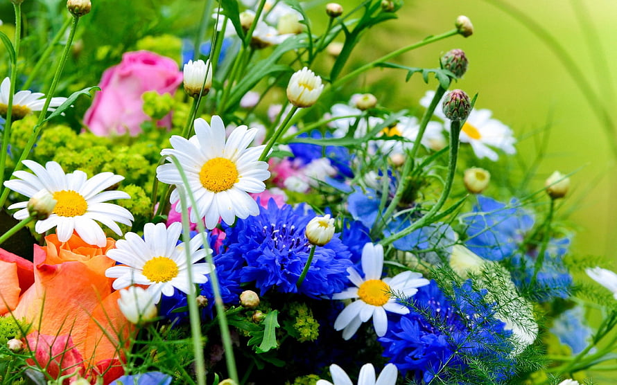 Vibrant Spring Flower Arrangement Featuring Daisies, Cornflowers, and Roses in a Lush Garden Setting HD wallpaper