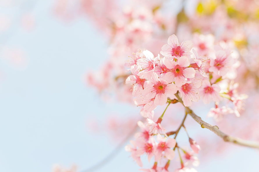 Delicate Pink Cherry Blossoms Blooming on a Branch Against a Soft Blue Sky HD wallpaper