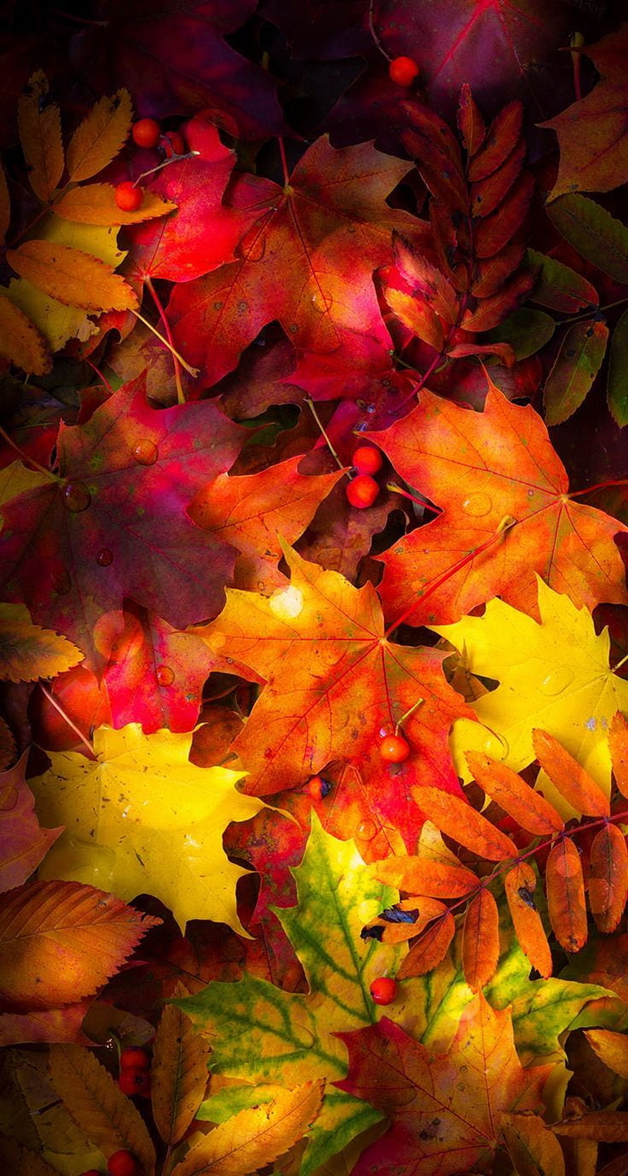 Vibrant Autumn Leaves and Red Berries in Warm Fall Colors HD phone wallpaper