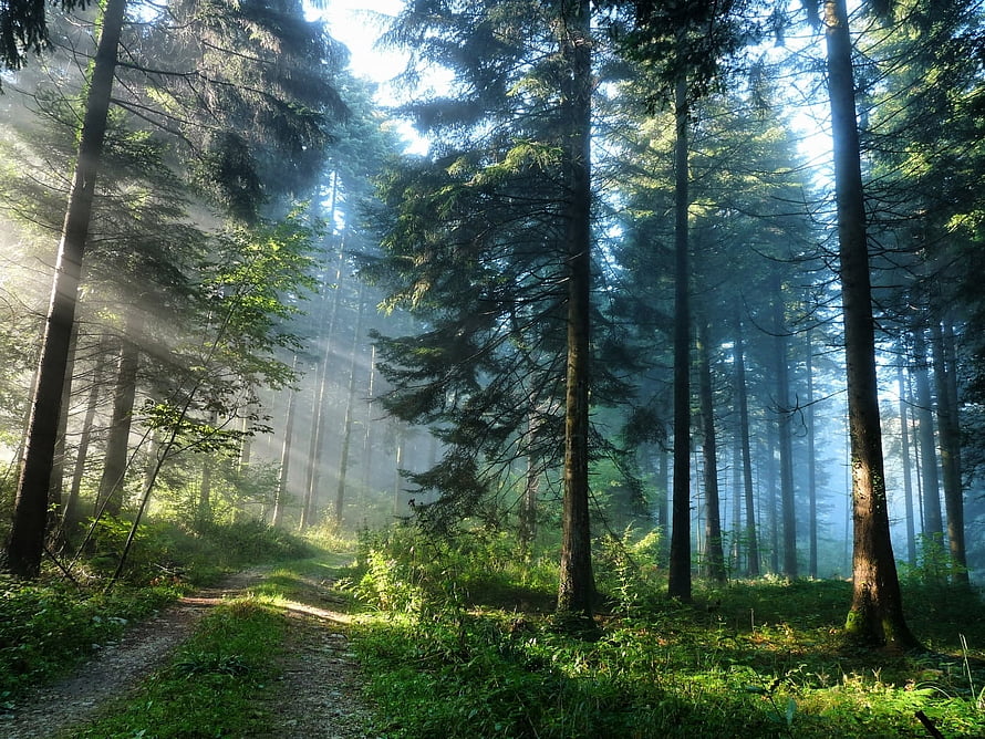 Sunbeams Piercing Through a Misty Evergreen Forest with a Winding Dirt Trail HD wallpaper