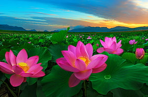 Vibrant Pink Lotus Flowers Blooming in a Lush Green Field at Sunset HD wallpaper