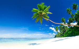 Tropical Paradise Beach With Leaning Palm Tree And Turquoise Ocean Water HD wallpaper