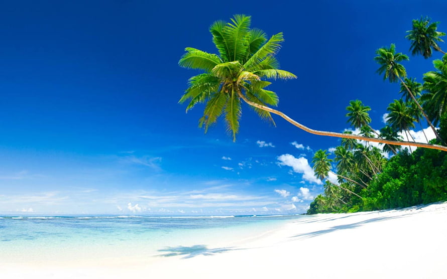 Tropical Paradise Beach With Leaning Palm Tree And Turquoise Ocean Water HD wallpaper