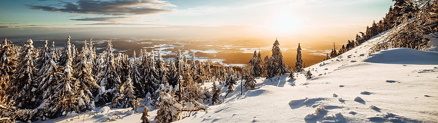 Snow-Covered Evergreen Forest on a Mountain Slope at Golden Hour HD wallpaper