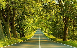 Sunlit Country Road Lined With Lush Green Trees in Summer HD wallpaper