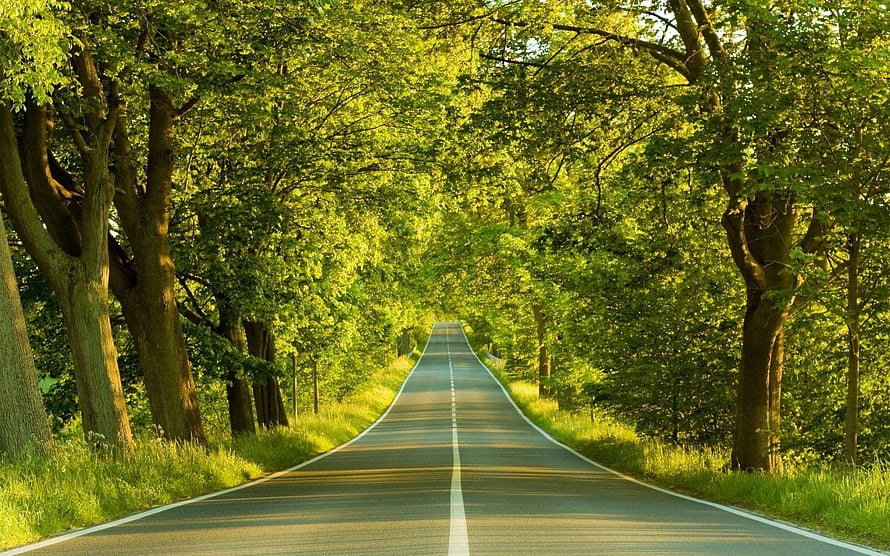 Sunlit Country Road Lined With Lush Green Trees in Summer HD wallpaper