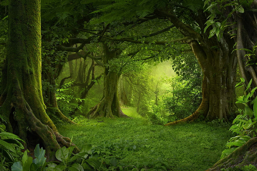 Sunlit Path Through a Lush Tropical Rainforest with Ancient Mossy Trees HD wallpaper