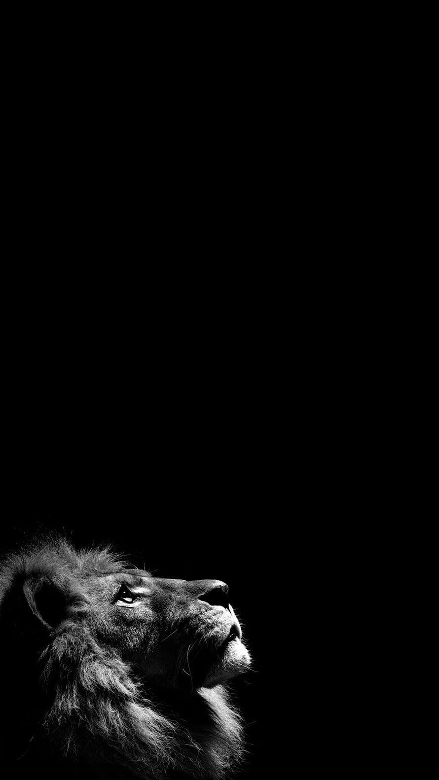 Dramatic Black and White Lion Portrait Against Dark Background HD phone wallpaper