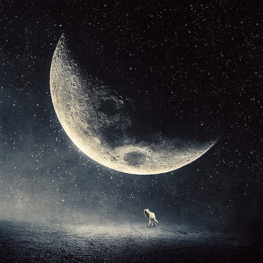Lone Wolf Howling at a Giant Crescent Moon in a Starry Night Sky HD phone wallpaper